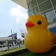 Illustration for article titled In China, There Are Too Many Giant Rubber Duck Rip-Offs